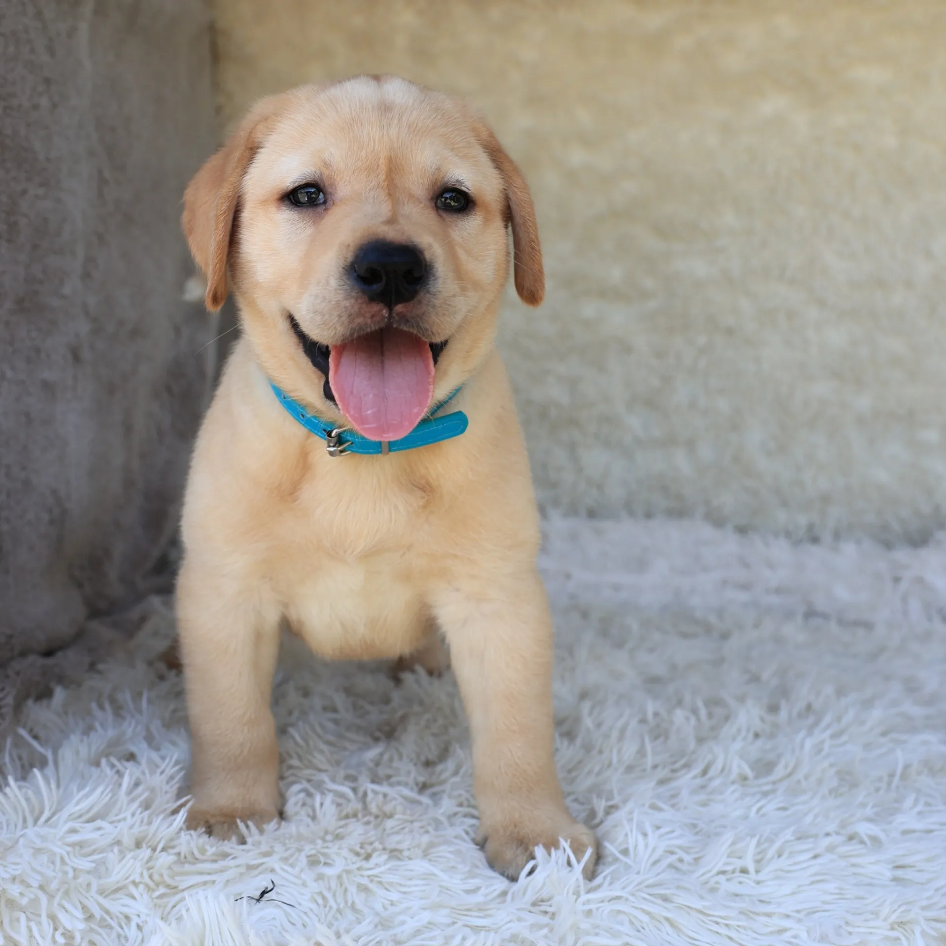 ラブラドールレトリバー(男の子)