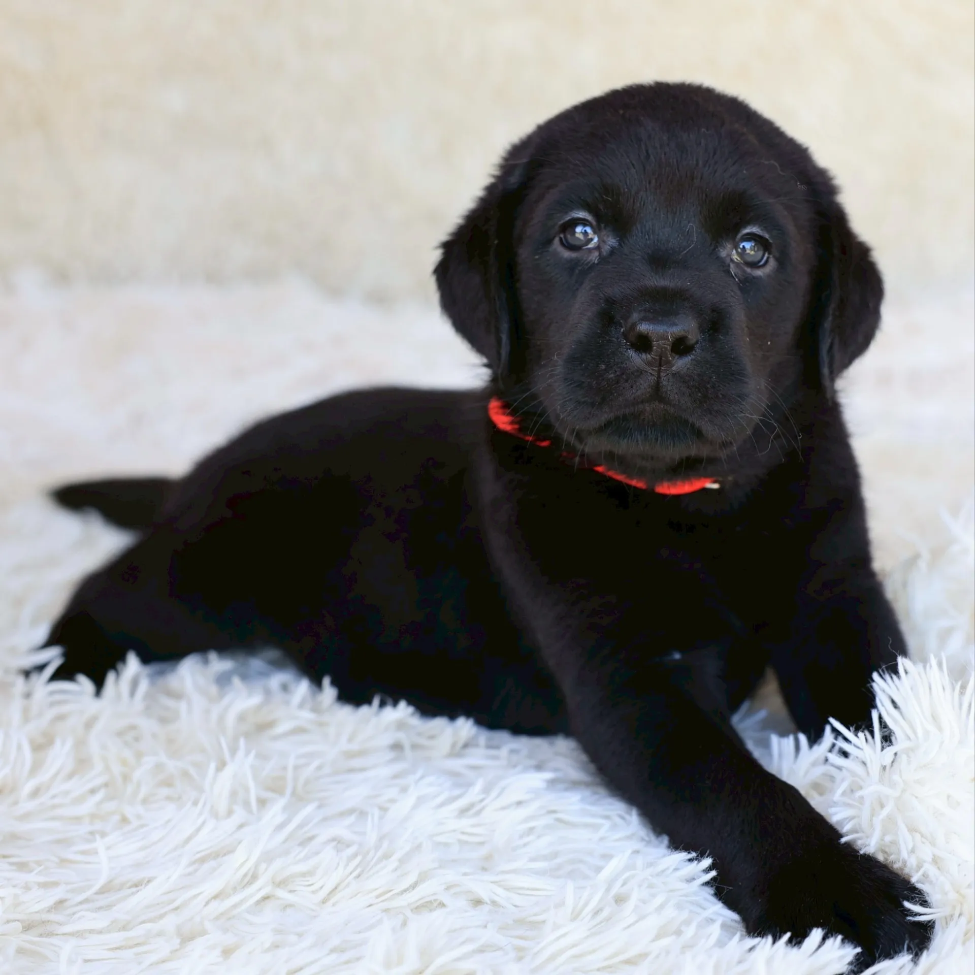 ラブラドールレトリバー(男の子)