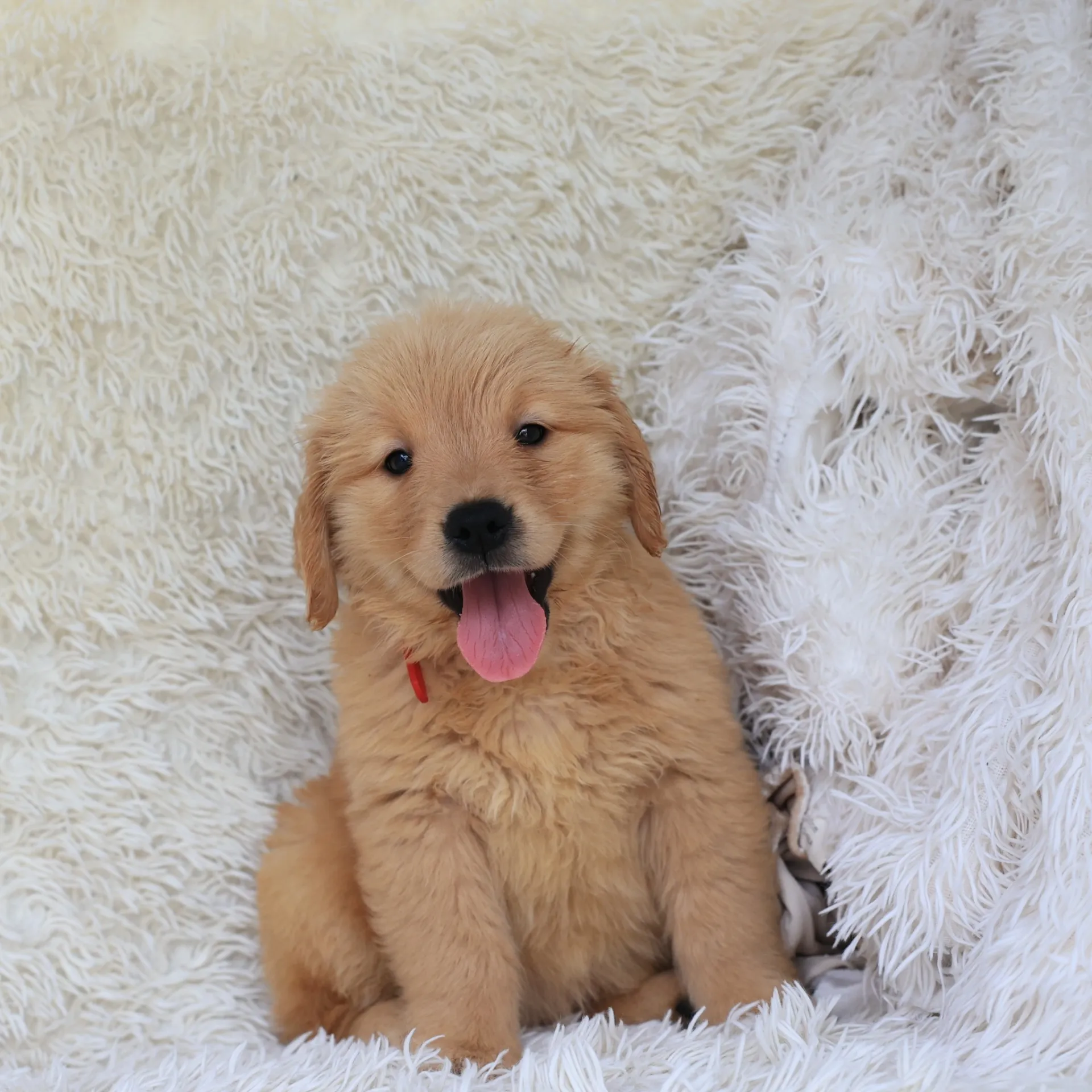 ゴールデンレトリバー(女の子)