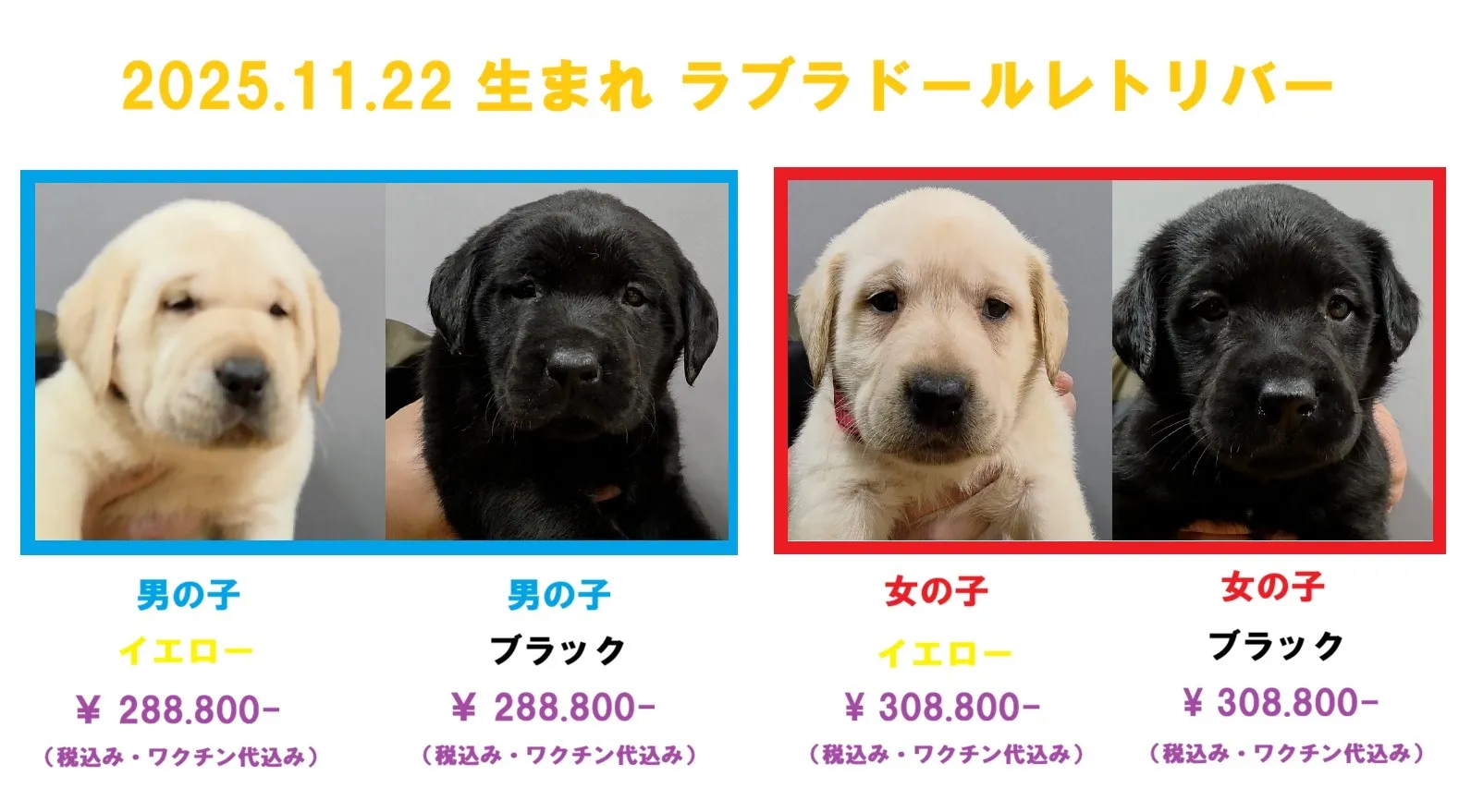 2025.11.22 生まれ ラブラドールレトリバーの子犬の販売を開始しました!!