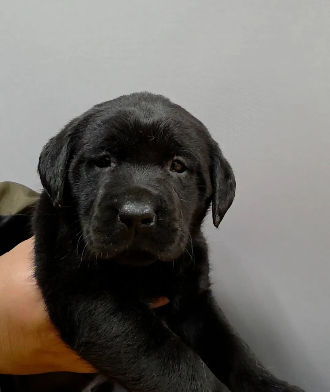 ラブラドールレトリバー(男の子)