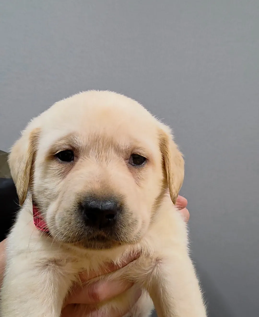 ラブラドールレトリバー(女の子)