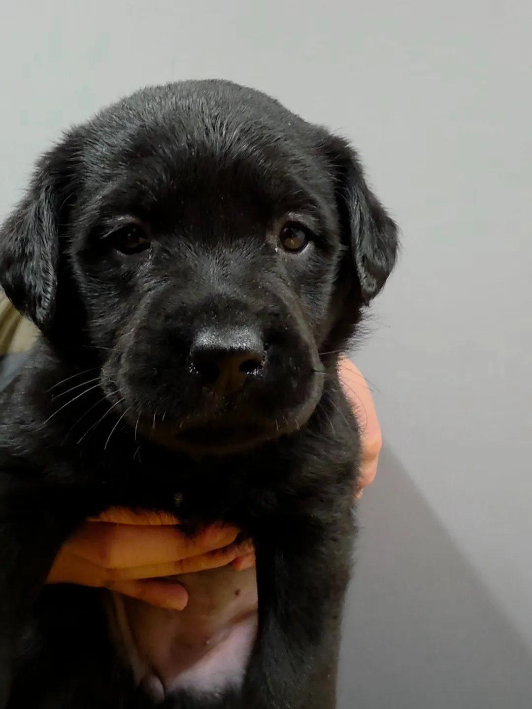 ラブラドールレトリバー(女の子)