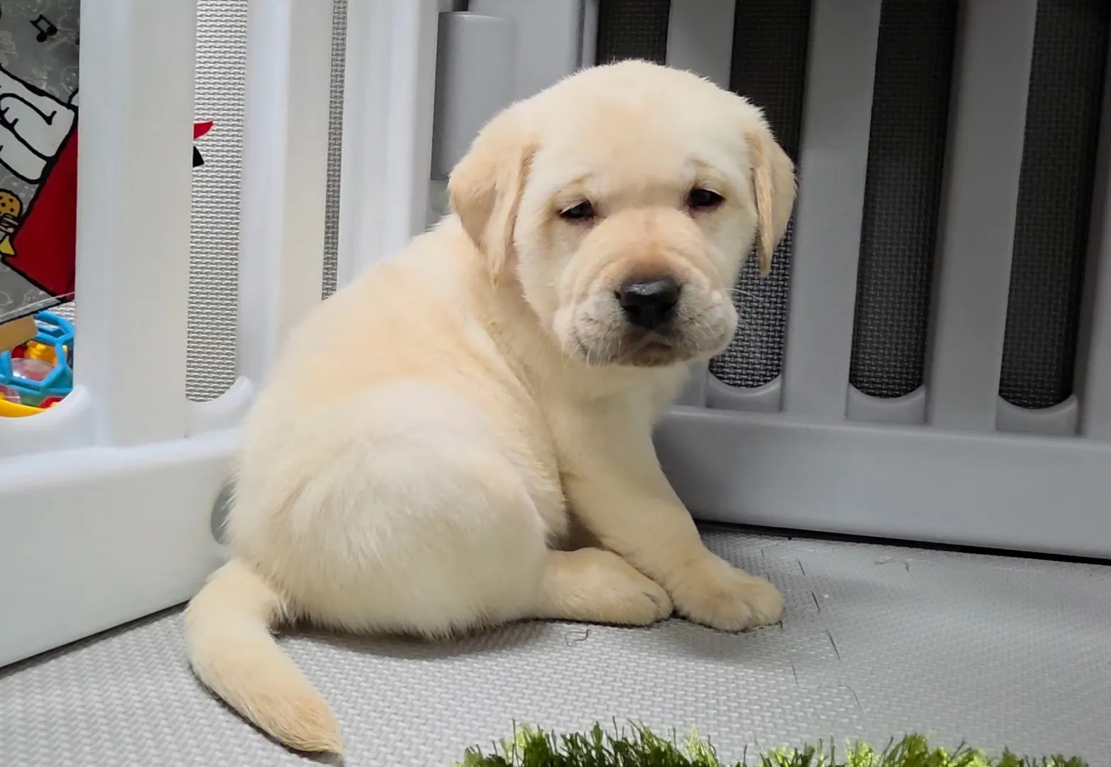 ラブラドールレトリバー(男の子)