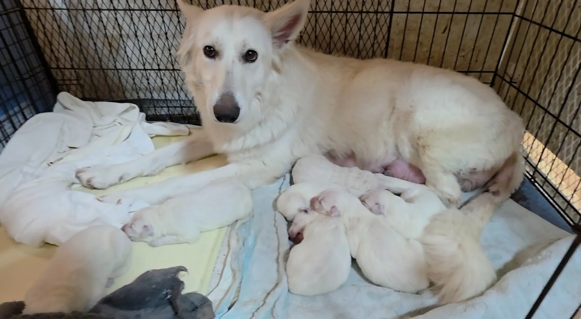 ホワイト・スイス・シェパードの子犬が生まれました!!