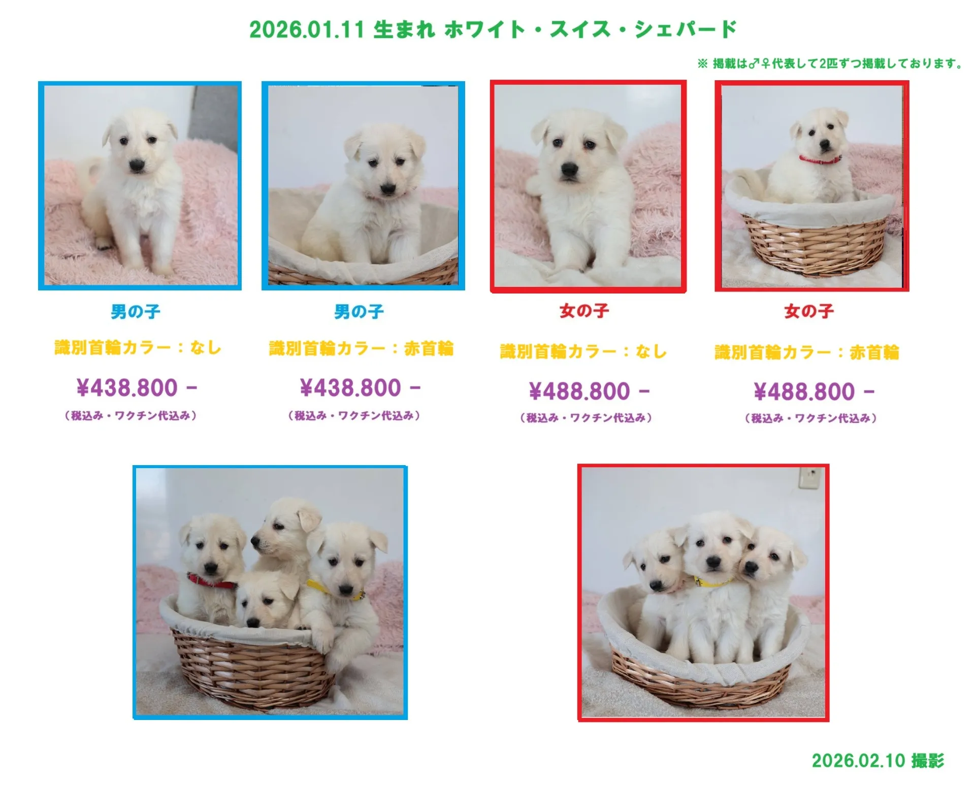2026.01.11うまれホワイト・スイス・シェパードの子犬の販売を開始しました!!
