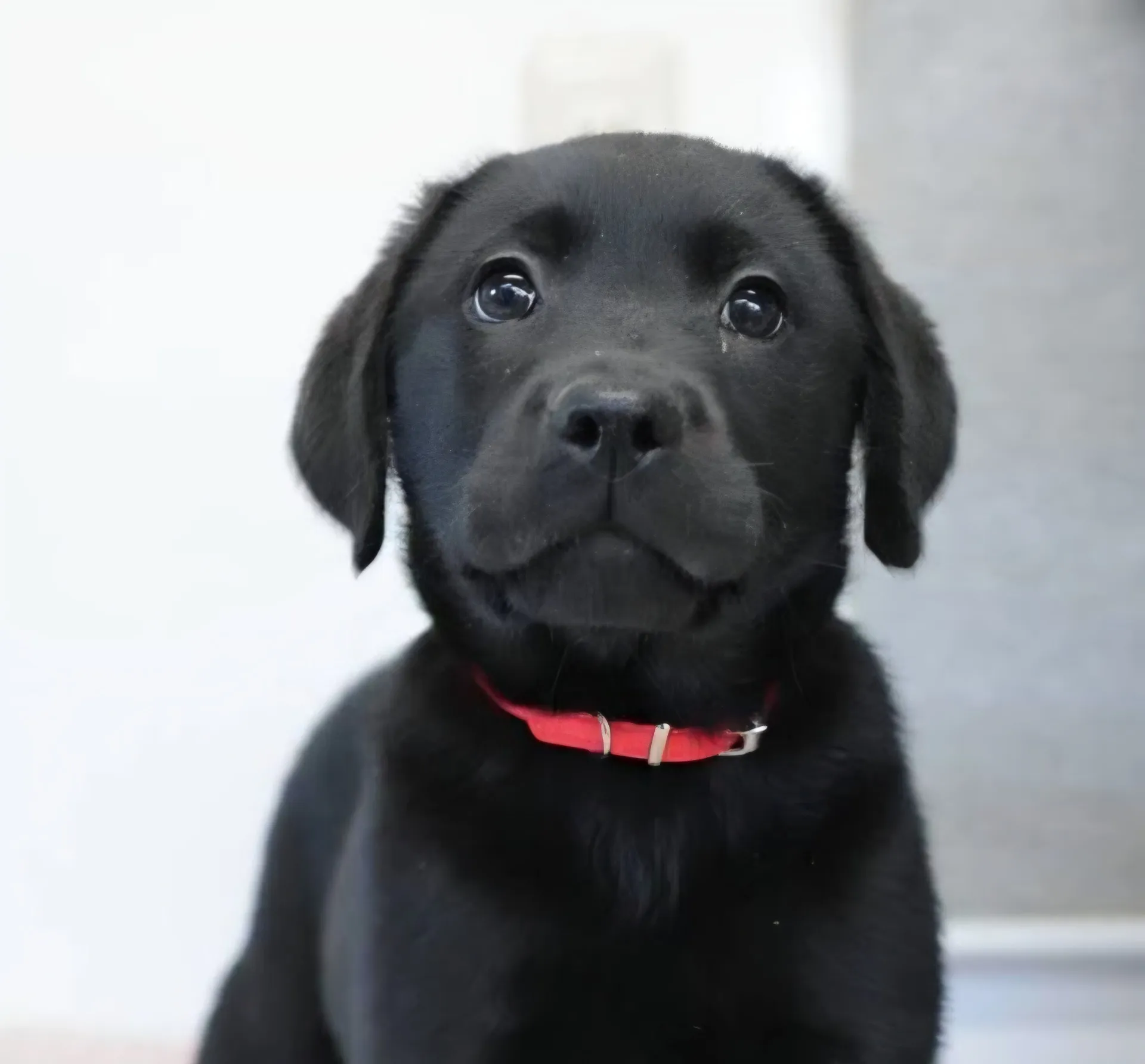 ラブラドールレトリバー(女の子)