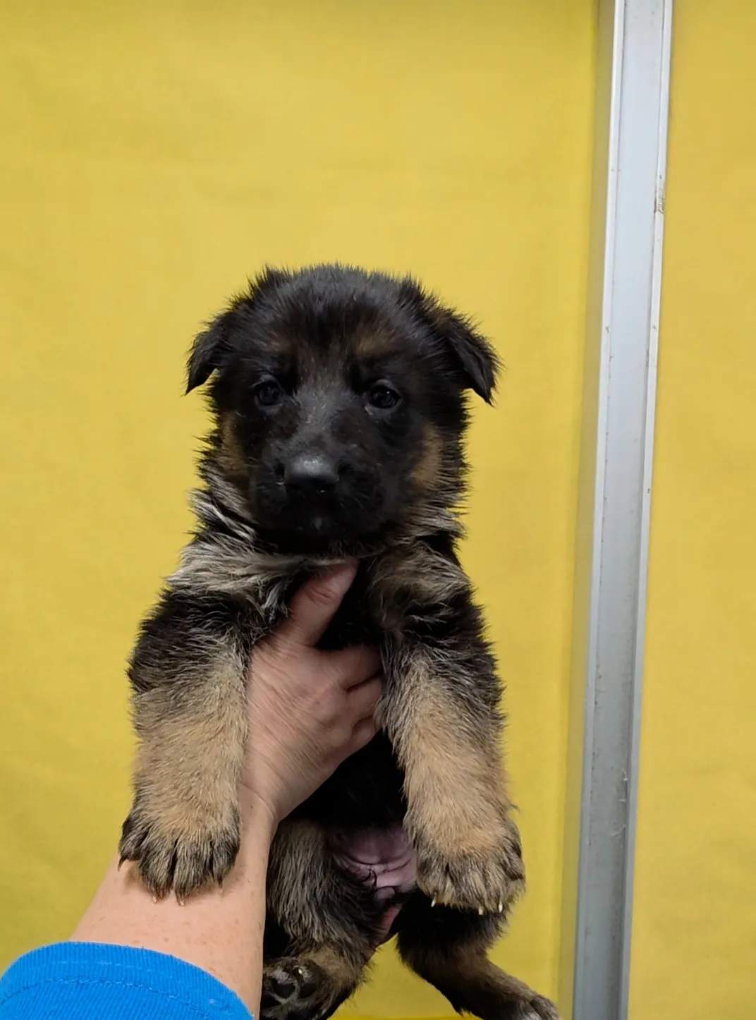 ジャーマンシェパード(女の子)