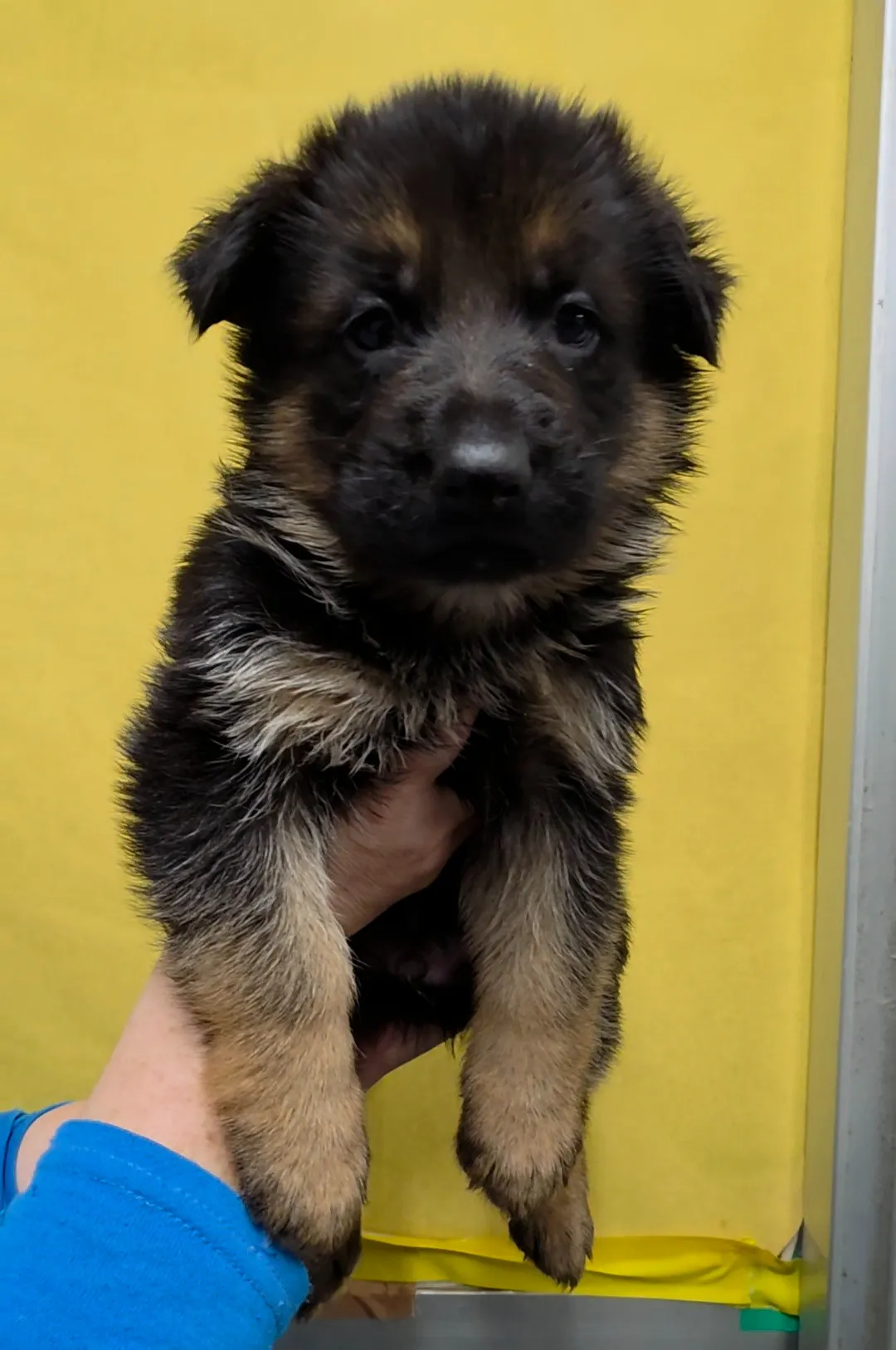 ジャーマンシェパード(男の子)