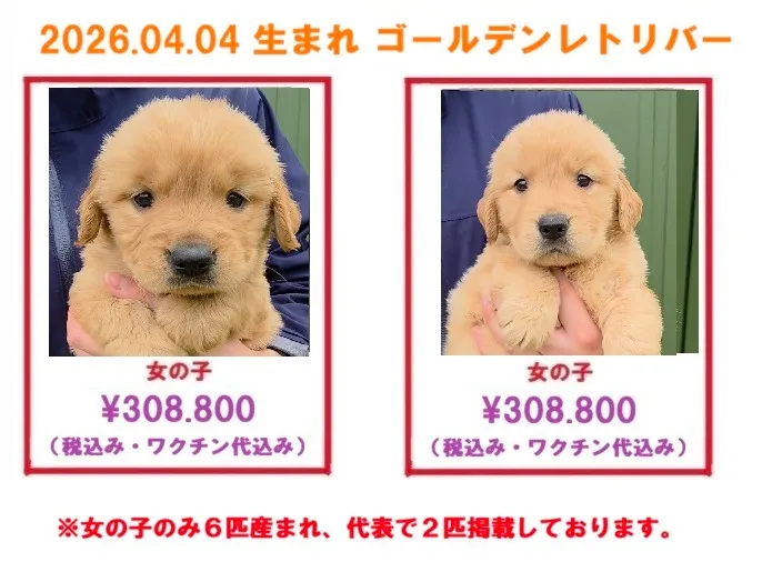 2026.04.04 生まれ ゴールデンレトリバーの子犬の販売を開始しました!!