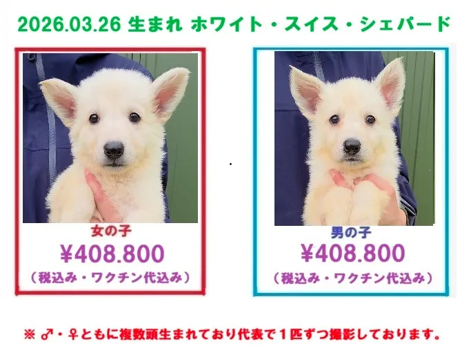 2026.03.26 生まれ ジャーマンシェパード&ホワイト・スイス・シェパードの子犬の販売を開始しました!!