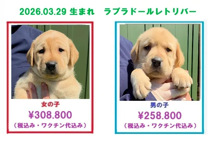 2026.3/29.4/1 生まれ ラブラドールレトリバーの子犬の販売を開始しました!!