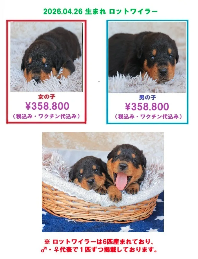 2025.04.26 生まれ ロットワイラーの子犬の販売を開始しました!!